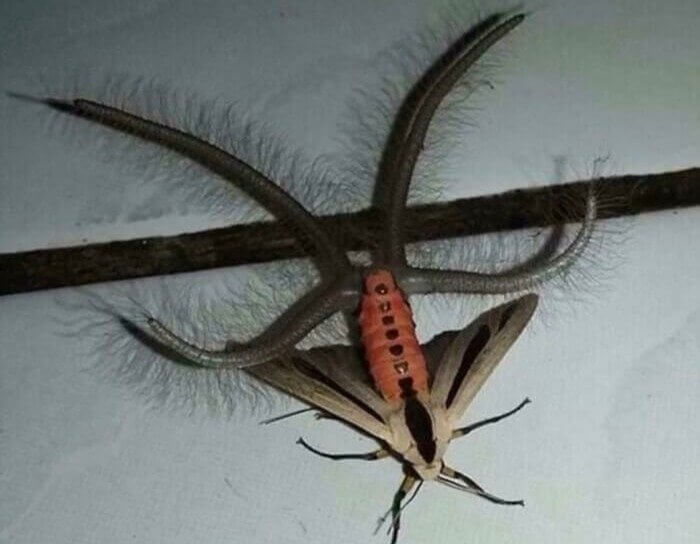 有没有人觉得猫头鹰长得很可怕,猫头鹰真正的照片