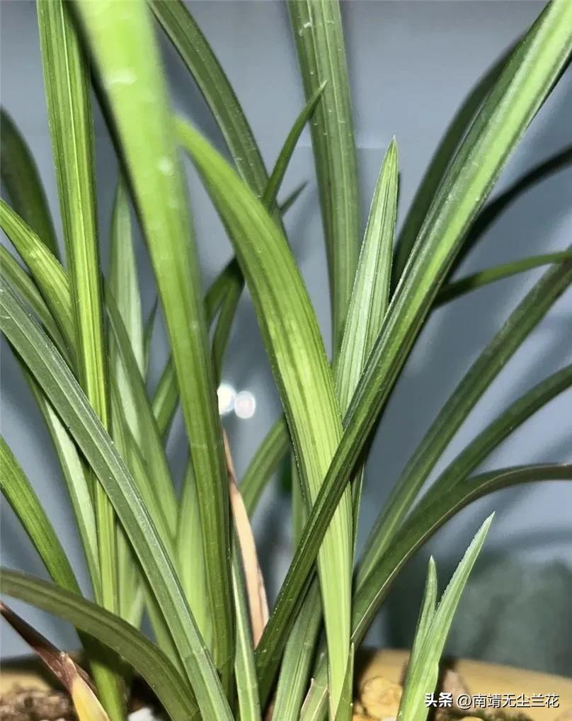 兰花拉丝怎么辨别真假,兰花缺素症与拉丝病区别