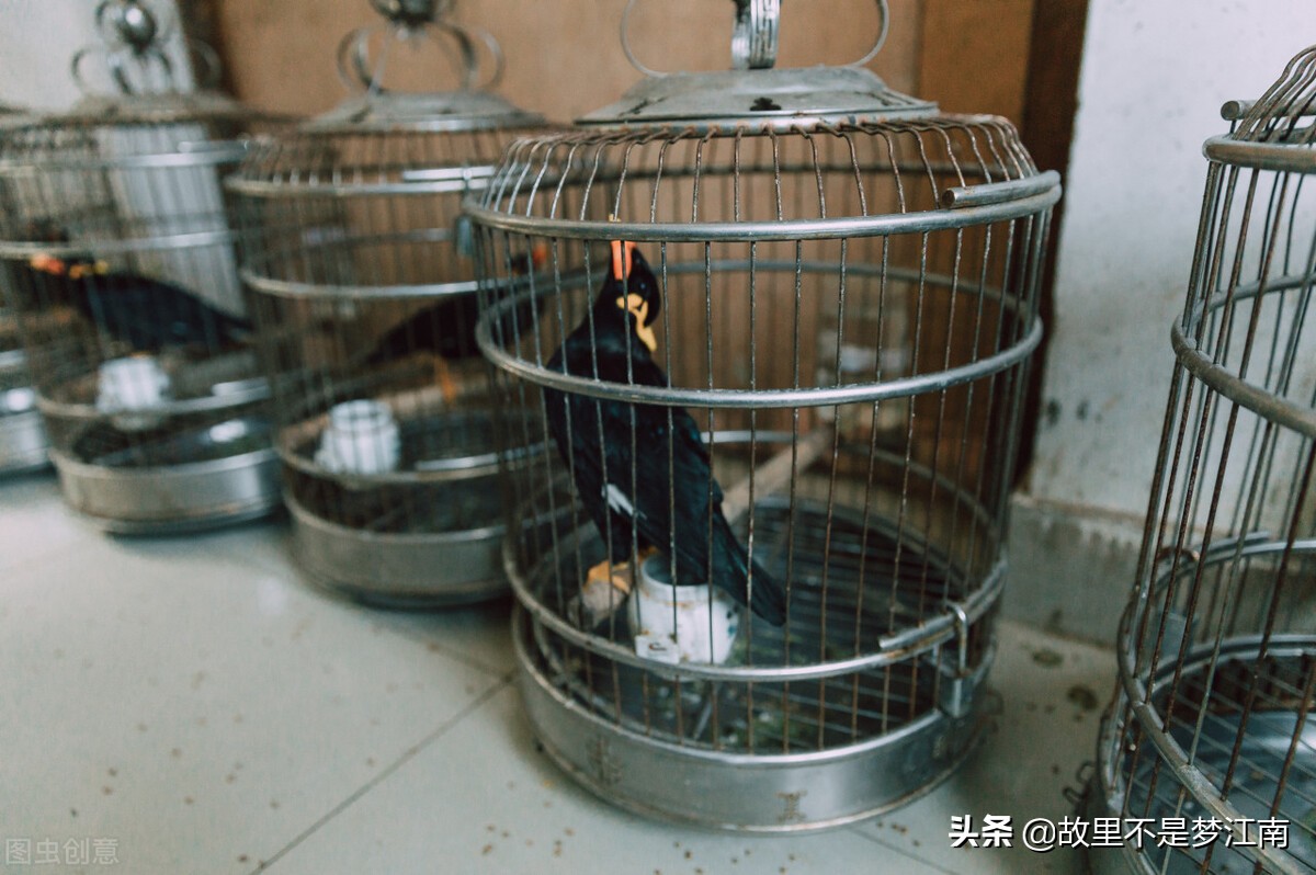 百鸟园儿童乐园,百鸟公园儿童乐园