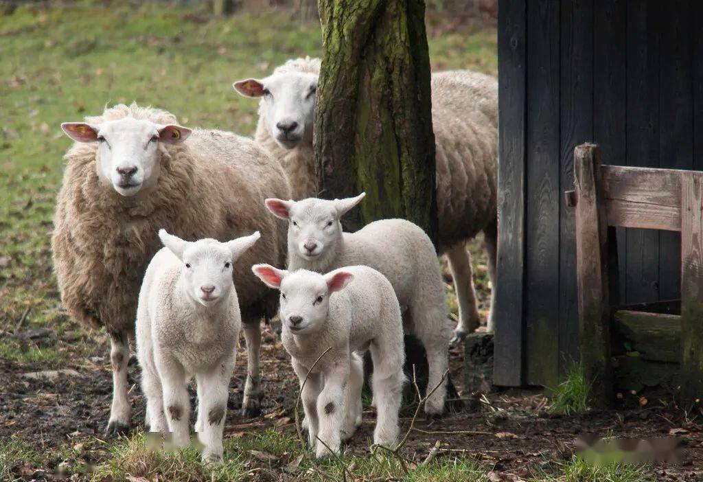 母羊生小羊的前兆？母羊怎样生小羊？如何接生小羊羔？本文告诉你