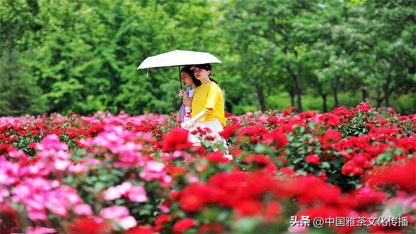 阡陌红尘岁月荏苒,阡陌红尘经典语录