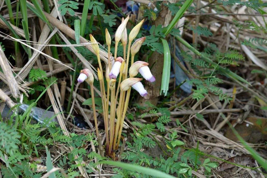 芦苇丛里的寄生植物 (寄生在芦苇根部的植物)