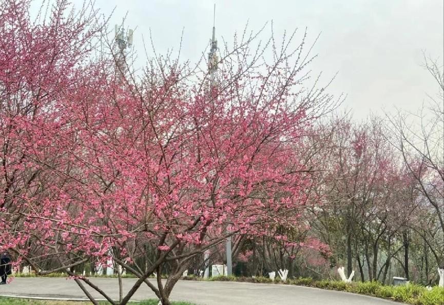 重庆中央公园建设历程,重庆中央公园保亿价格