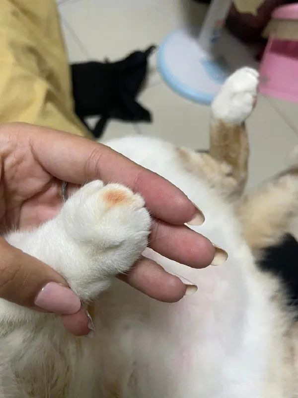 晒小太阳时，让猫离远点，它非不听，结果爪子就这样了！