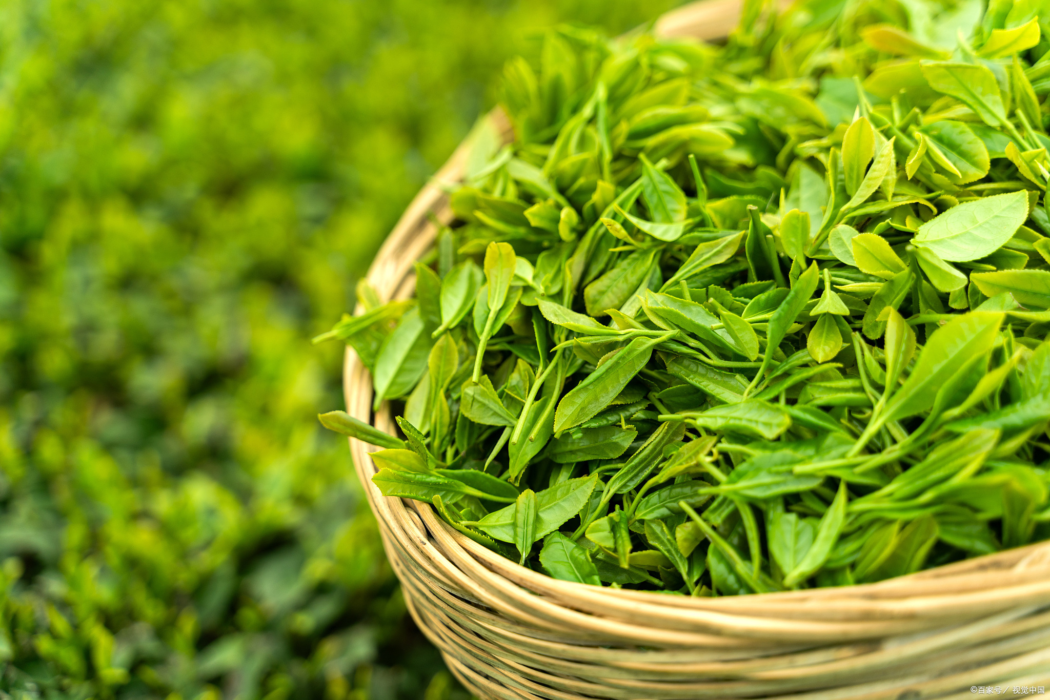 江苏镇江特产排名前十名,镇江美食蟹黄汤包介绍