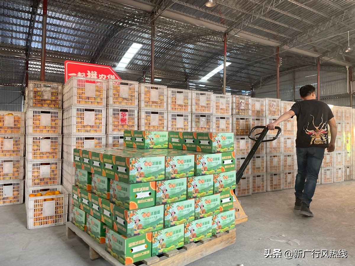 “中国冰糖橙之乡”线上成长记：麻阳冰糖橙借电商IP出圈，产业弯道超车