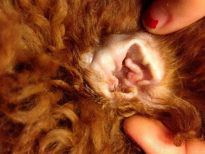 泰迪犬的饲养方法大全视频播放,1-3个月泰迪犬的饲养方法