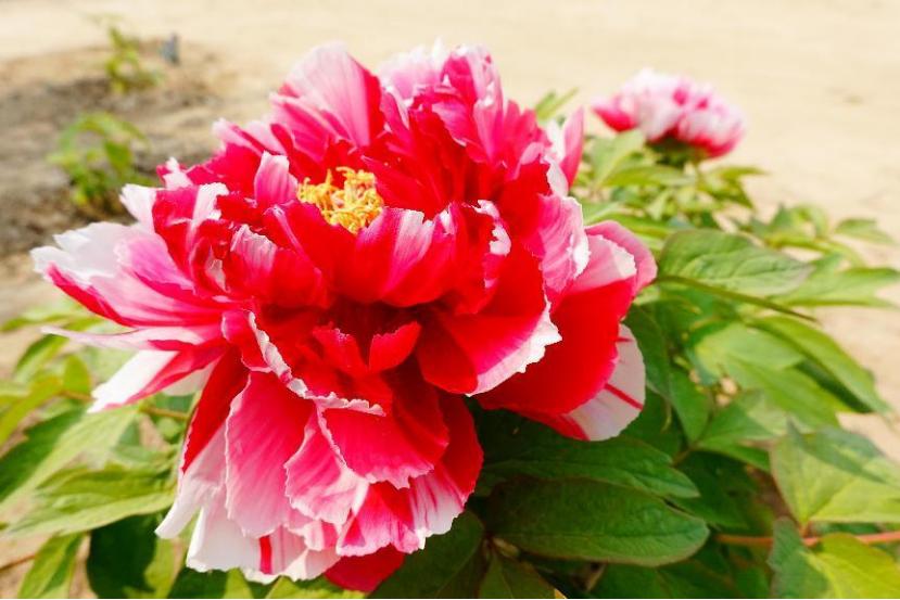 仙人掌墨西哥国花,仙人掌哪个国家的国花