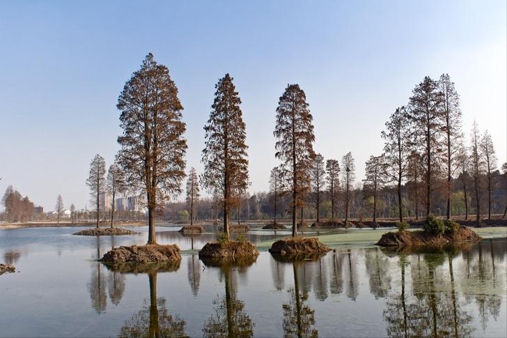 作家菡萏的散文,作家菡萏的美文