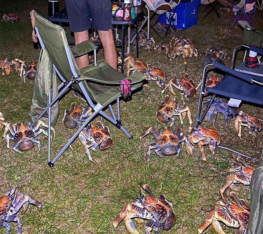 能徒手敲开椰子壳，上树捕杀海鸟，被它夹一下相当于被狮子咬一口