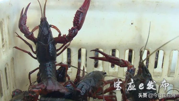 扬州宝应小龙虾养殖场,淮安5000亩小龙虾养殖