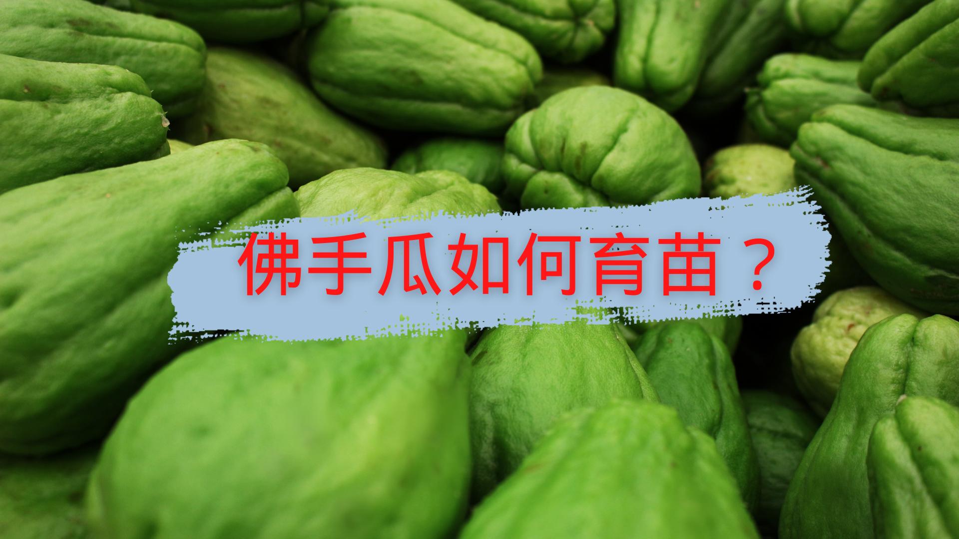 佛手瓜催芽育苗的全过程,种佛手瓜的方法以及幼苗怎么培养