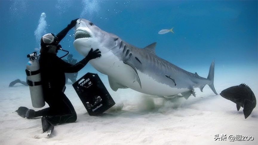 动物攻击力排行,十大攻击力最强动物