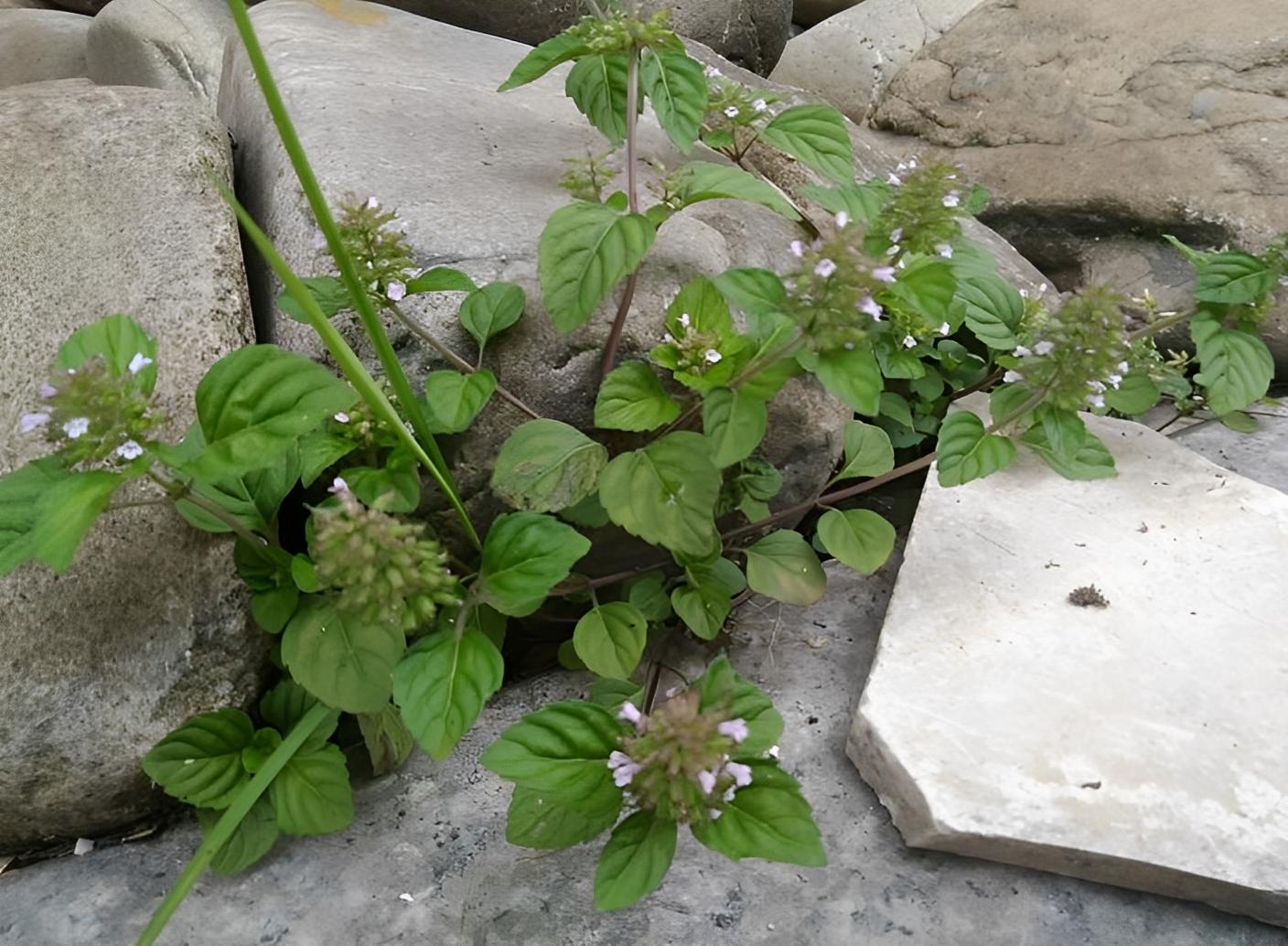 肾衰草功效,农村有一野草俗称肾草