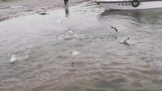 长江禁捕刀鱼哪里来的,长江十年禁捕刀鱼多吗