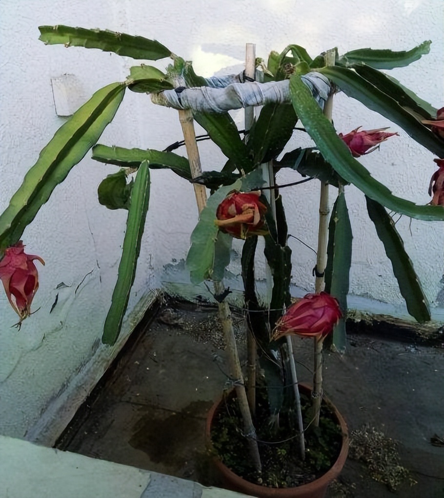 花盆里种植火龙果方法,火龙果种子养花