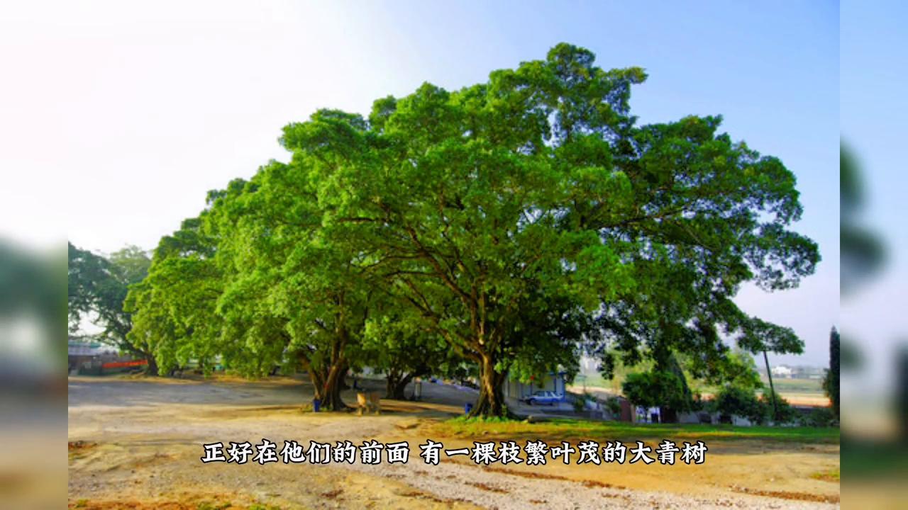 斑鸠的启示，赡养老人是中华民族的传统美德#故事会