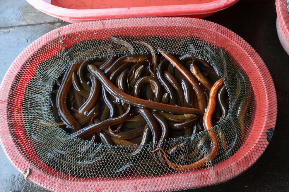 又到了小暑的季节吃什么,夏季小暑应该多吃什么