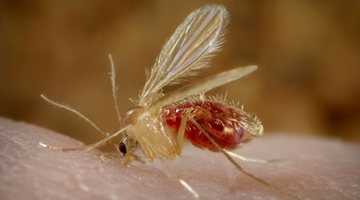 带娃出门游遇到蜱虫千万别乱拔,警惕这三种毒虫带娃出行必看