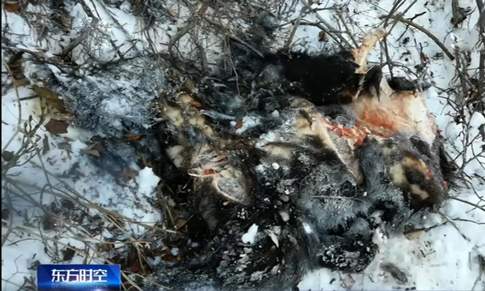 黑龙江黄牛被咬死,黑龙江黄牛被黑熊袭击事件