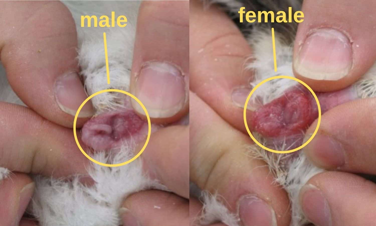 小鸡刚出生就被嚼碎当猫粮,上亿只刚孵化的小鸡被搅碎