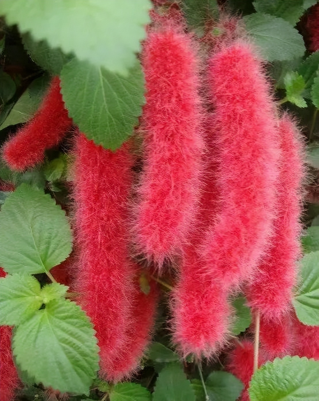 适合夏天养的7种花越晒开花越旺,阳台高温如何养墨兰