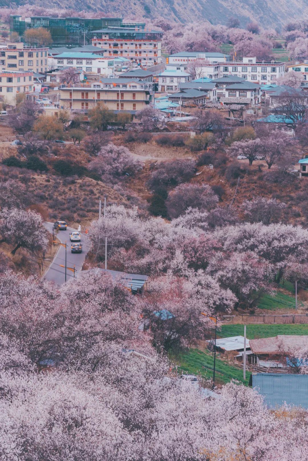 林芝花期预测,林芝桃花最佳观赏时间气温