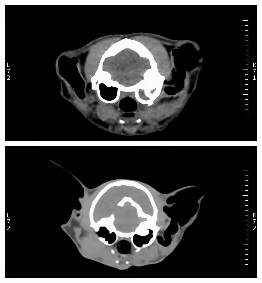 猫咪卖萌是什么心理,猫咪卖萌为什么会瞳孔变大