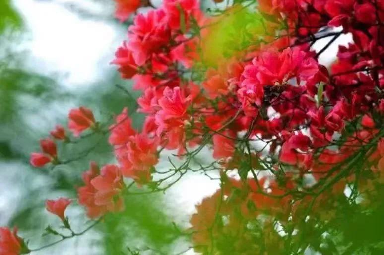 杜鹃花开杜鹃岭,杜鹃花开石窝村