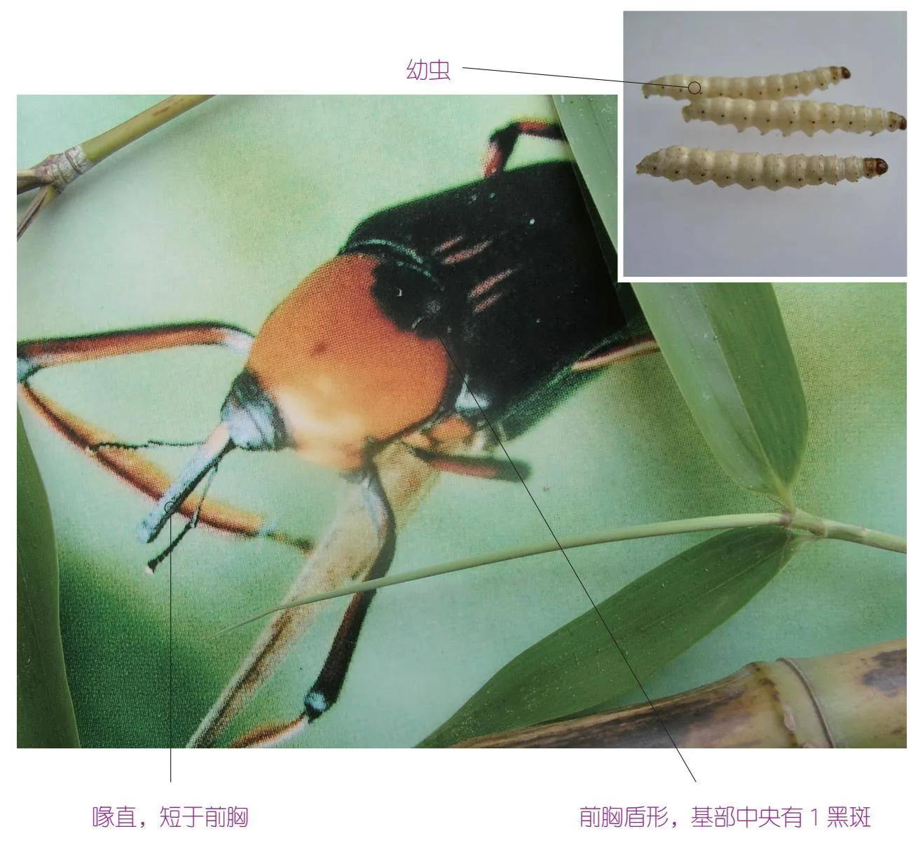 30种可以吃且美味的虫子图,33种昆虫图片大全