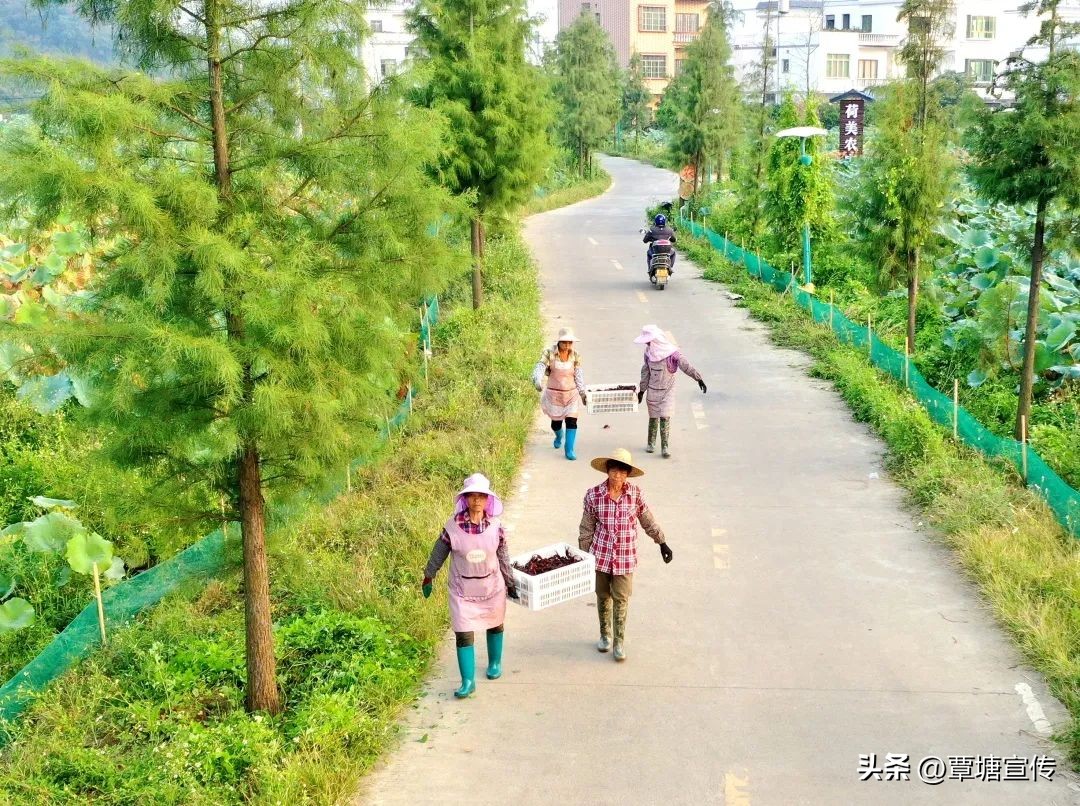 湖南稻田龙虾莲藕混养技术,藕塘龙虾共养技术