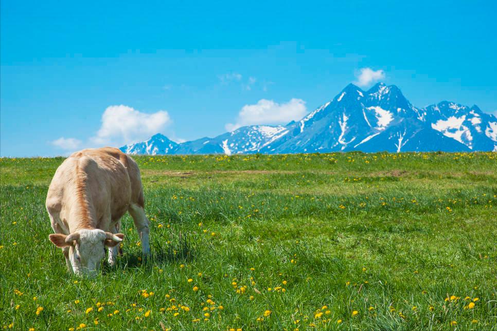 怀孕母牛太瘦养不肥怎么办,怀孕母牛过瘦怎么办