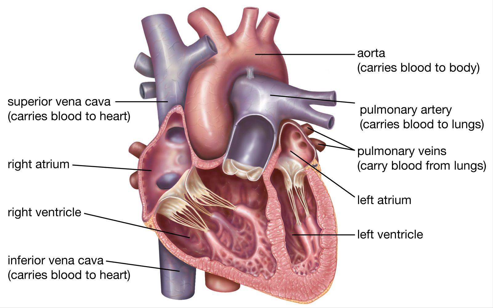 从考古看人类文明起源,科学探秘古代埃及
