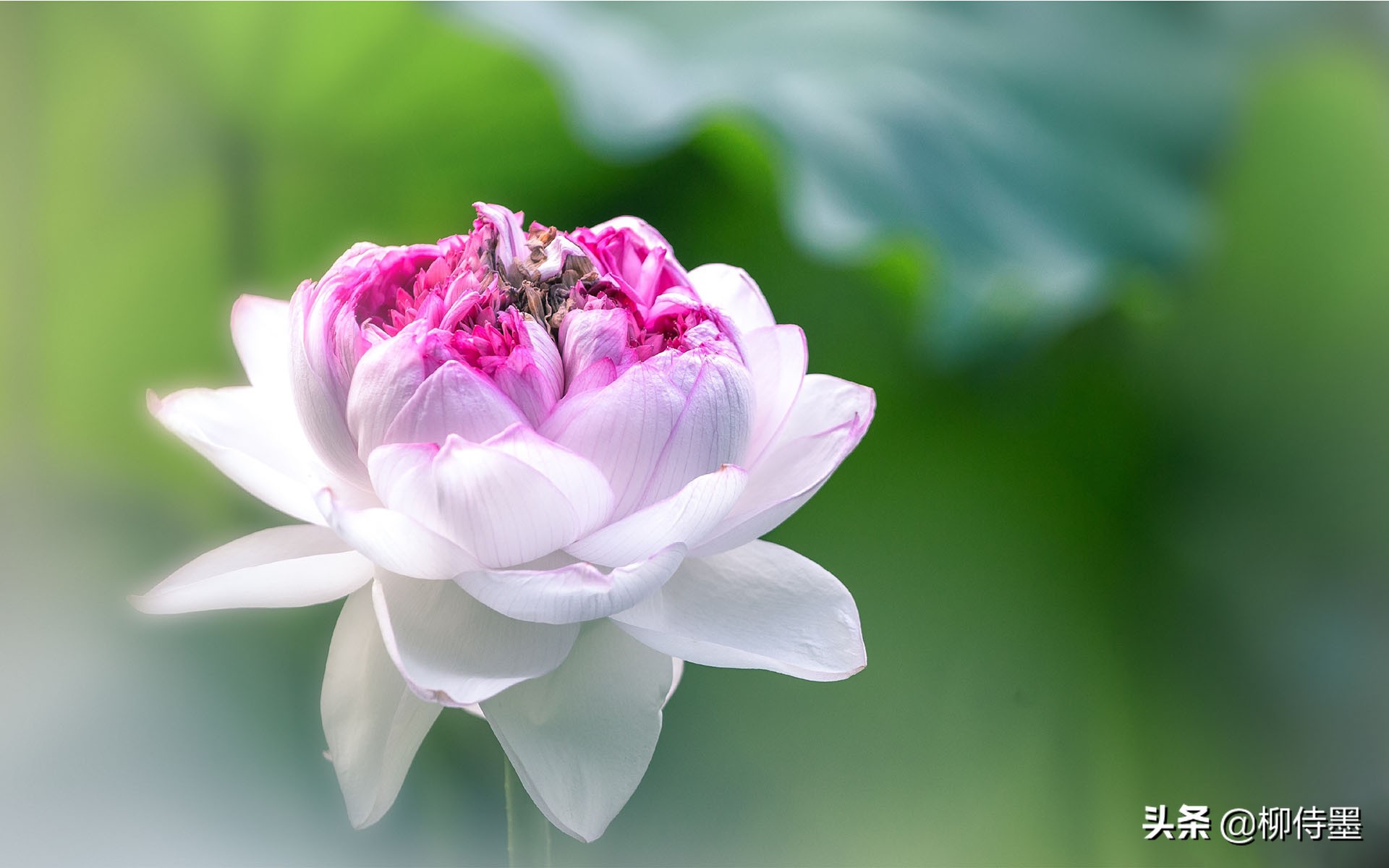 如何拍荷花才不俗,拍摄荷花忌讳