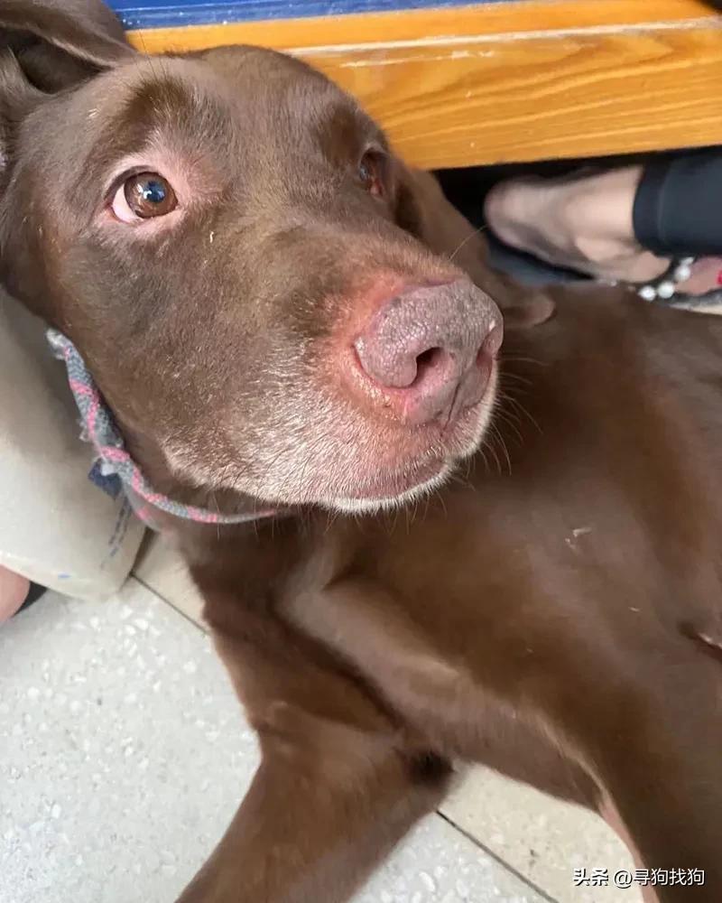 广州拉布拉多犬出售同城多少钱,越秀区拉布拉多犬