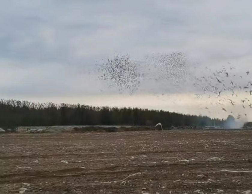 2022年神州辉煌公棚决赛归巢视频,神州辉煌赛鸽公棚500公里决赛成绩