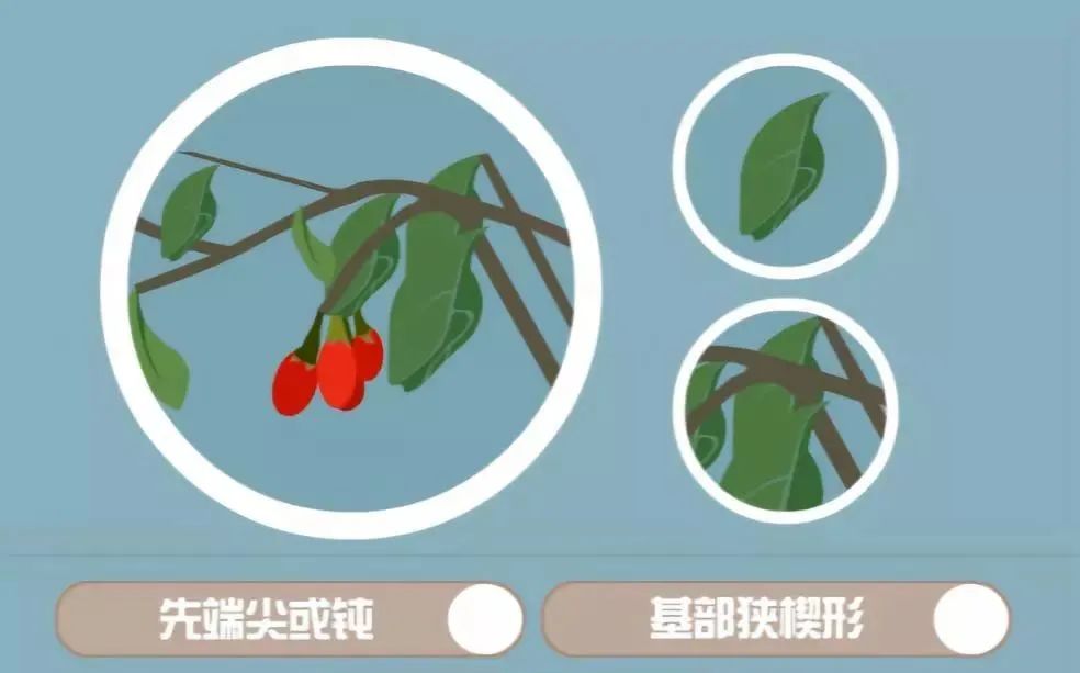 春季美食枸杞芽,每日养生推荐枸杞子