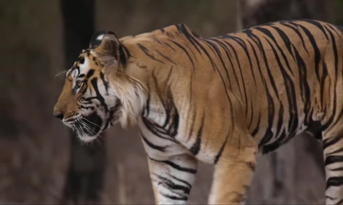 广州动物园老虎骨瘦如柴,动物园老虎骨瘦如柴
