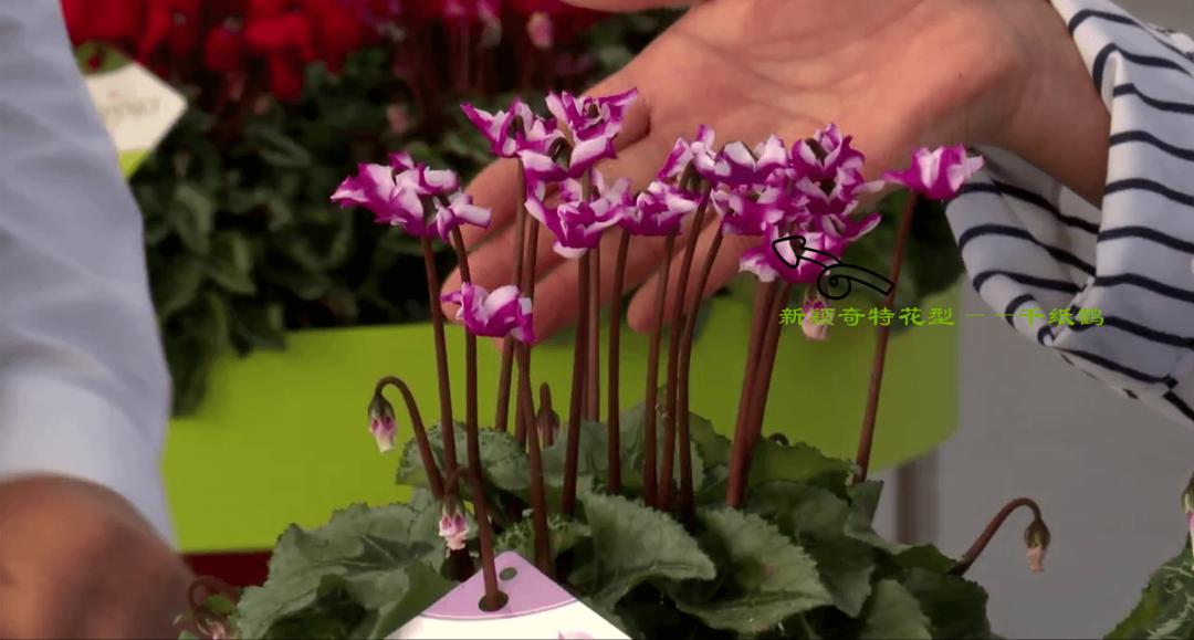 娉曞浗鑾幈灏斾粰瀹㈡潵鍝佺,鑾幈灏斾粰瀹㈡潵