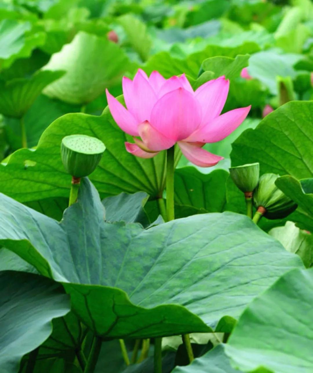 描写荷花别样红的诗句,关于荷花的诗句古诗名句