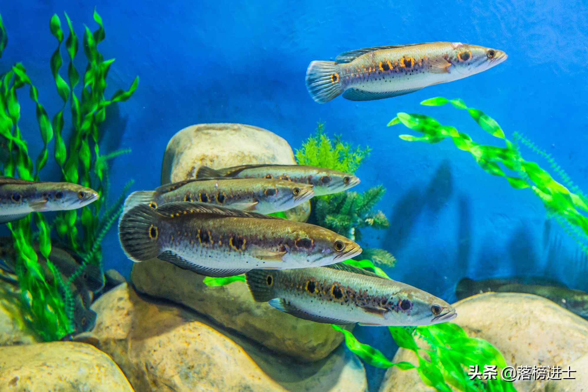 石家庄极地海洋世界从哪个门进,石家庄极地海洋世界内部视频