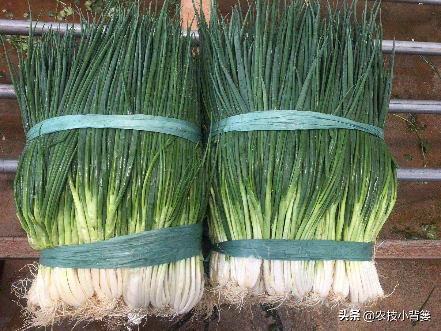 小香葱种植时间和方法视频,小香葱的种植方法和时间