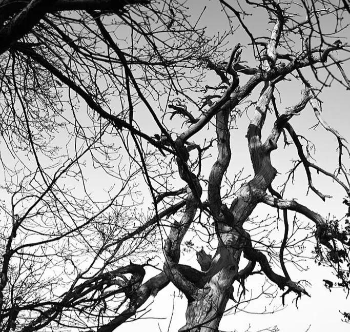 忙忙碌碌的图片配图,忙忙碌碌的生肖