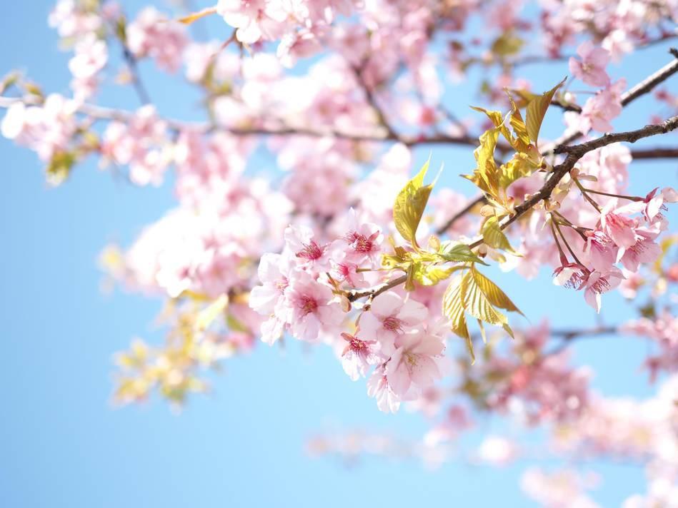 春天的花朝河湾，满屏都是花花花花