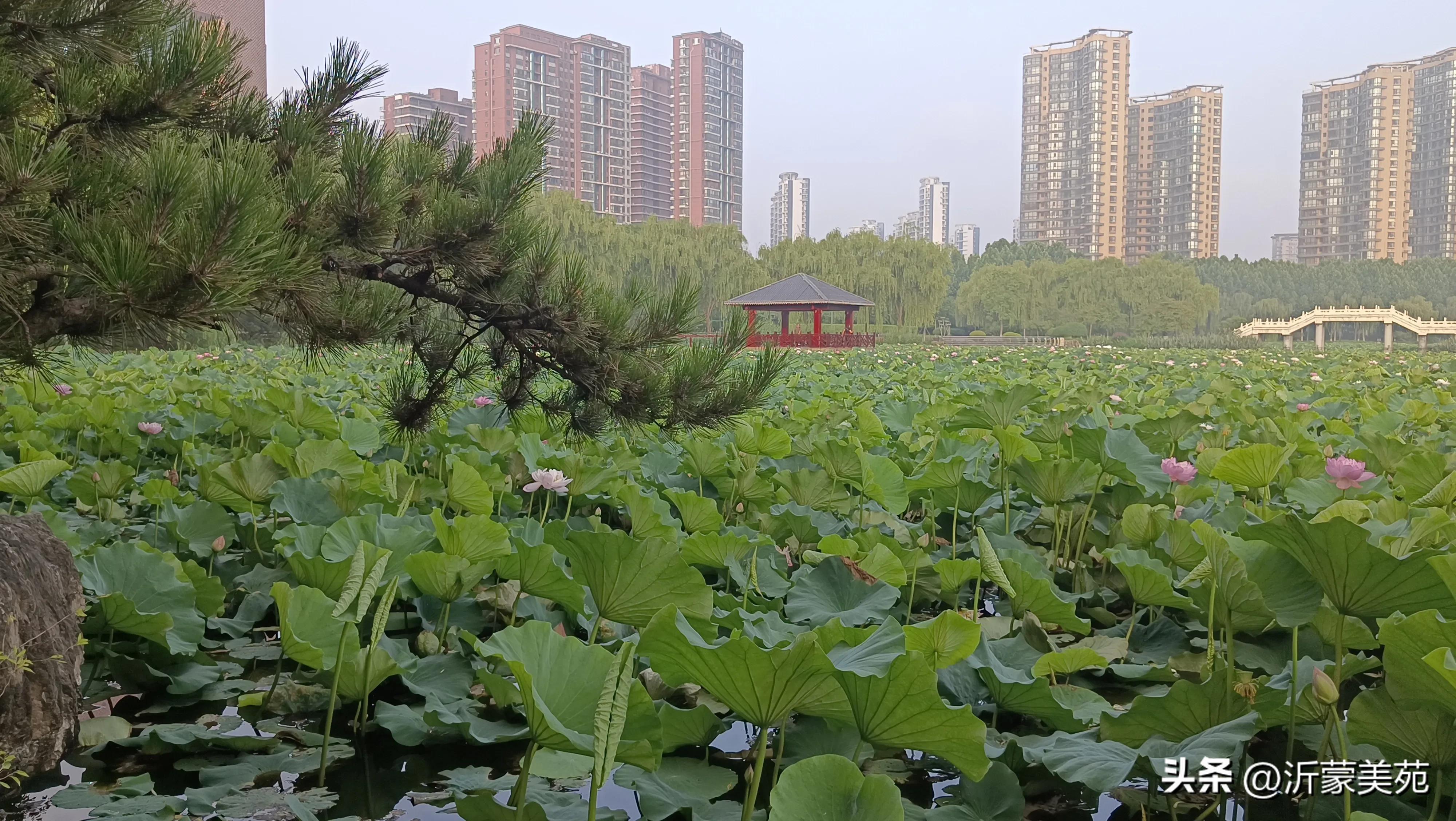 这个季节临沂哪里玩最好,夏天的临沂五洲湖