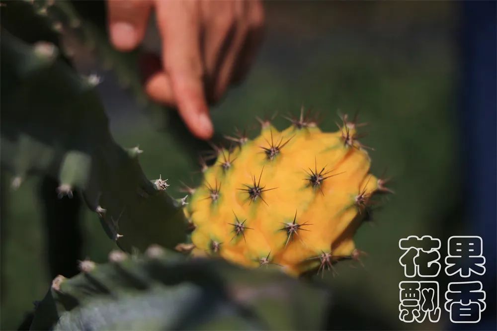 农业项目每亩净收益,农业养殖类项目有没有扶持政策