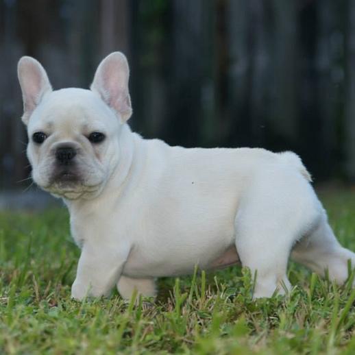 最受欢迎的十大宠物狗排名,十大最受欢迎的宠物狗排行