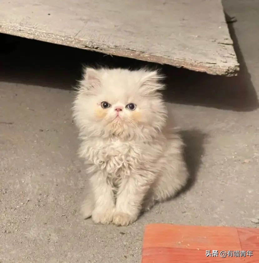 全世界唯一一只世界上最大的猫,世界上最小的体型最大的猫