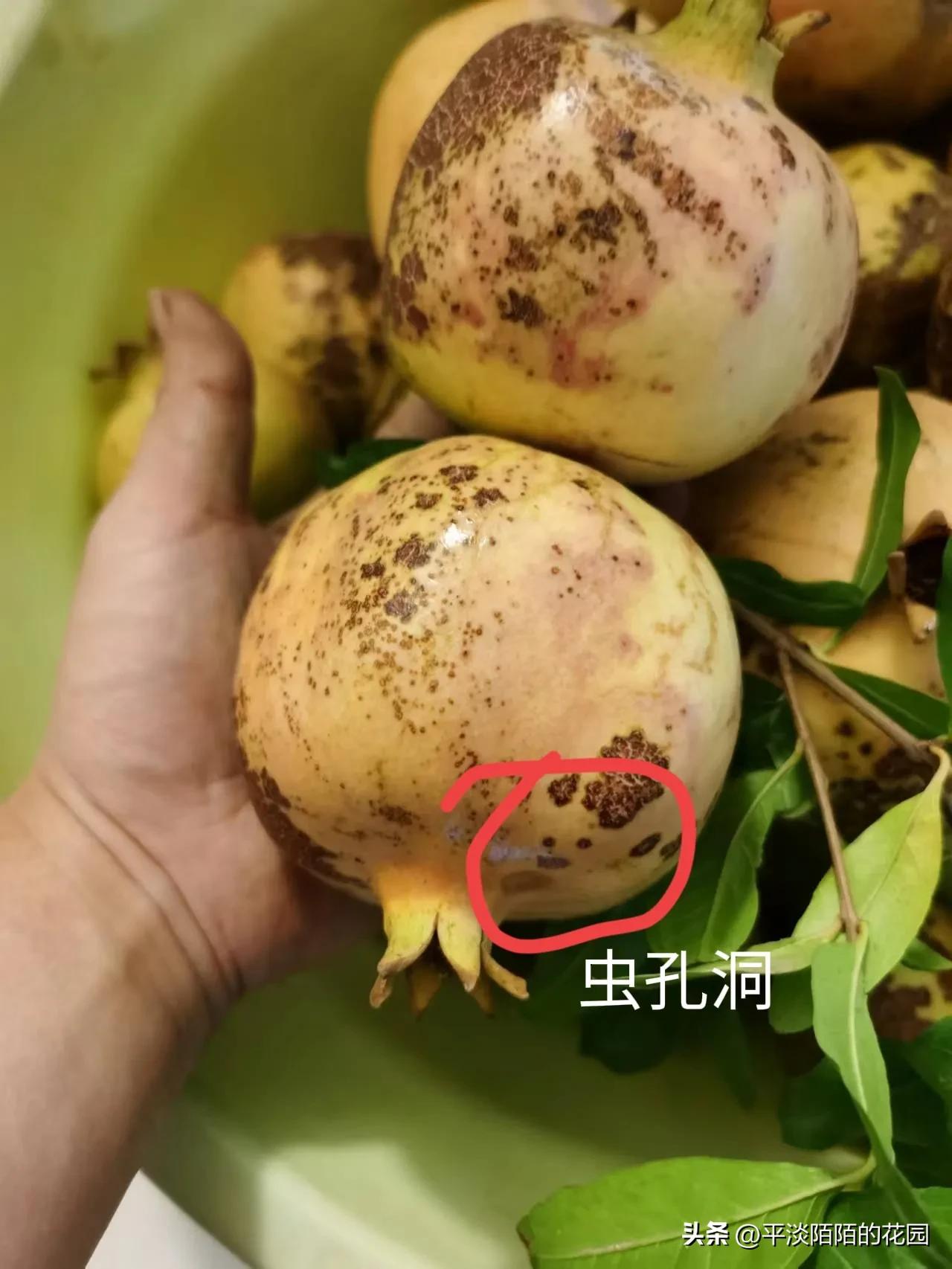 盆栽果树的病虫害治理,自家果园病虫害防治