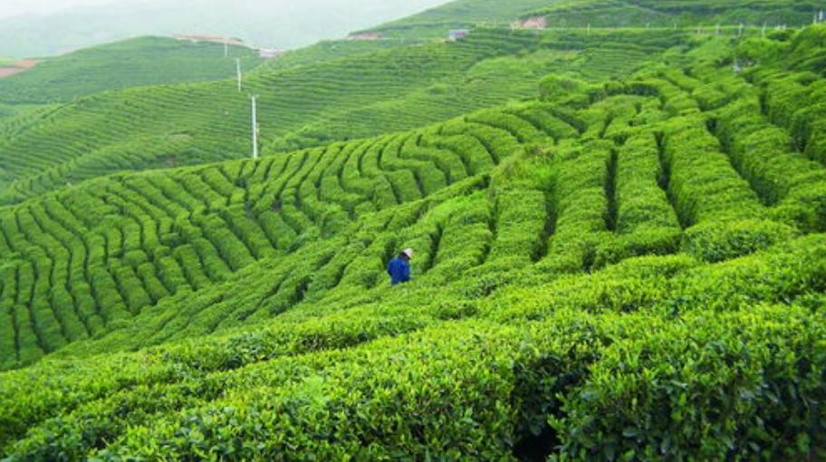 从苏轼诗中看茶文化,从诗词中品读雅俗共赏的茶文化